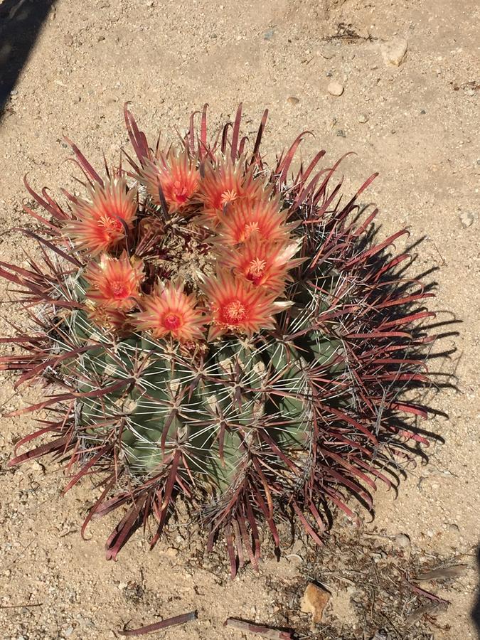 Cactus Adobe Villa Туентинайн Палмс Екстериор снимка